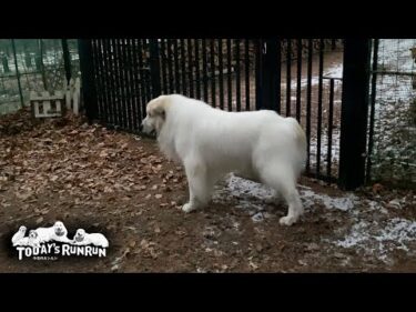 行かないふりからの出発場所指定…忙しい朝もマイペースなアランです　Great Pyrenees　グレートピレニーズ
