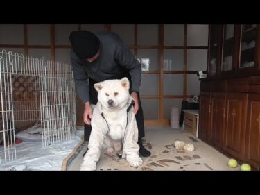【秋田犬ゆうき】秋田犬に洋服？冗談じゃないと抵抗したけど着てみたらまんざらでも無かった【akita dog】