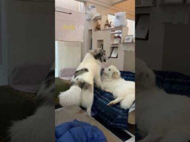 Belle Lily #greatpyrenees #todaysrunrun #グレートピレニーズ #今日のルンルン