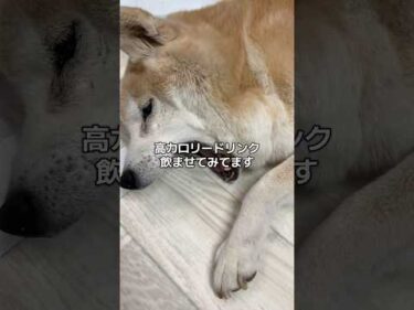 15歳柴犬いちご。仕事で家を留守にしてたけど、無事でした。よかった。#柴犬 #shibainu