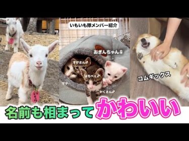 【11選】名前も相まってかわいい動画｜PECO