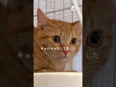 保護猫を迎えて緊張の1日目｜PECO