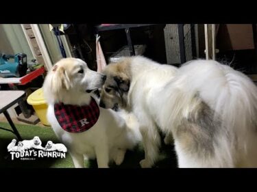 シャンプーへ行きつかの間の白さを取り戻したリリーです　Great Pyrenees　グレートピレニーズ