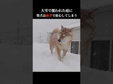 あまりの大雪に柴犬は絶望で放心してしまう #柴犬ハチ #shibainu #犬のいる生活