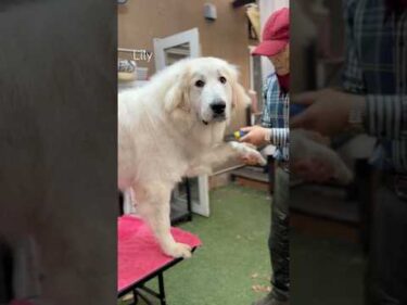 Lily リリー #greatpyrenees #todaysrunrun #グレートピレニーズ #今日のルンルン