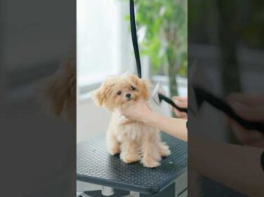 可愛い垂れ耳、ヘアカットしたらどうなる？