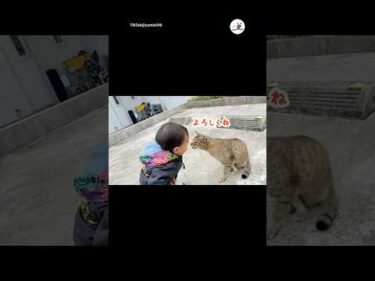 お散歩中、野良猫さんに出会って｜PECO