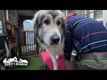 ぬかるみで遊び泥だらけになった足を洗ってもらったベルとリリーです　Great Pyrenees　グレートピレニーズ