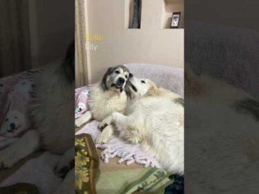 Belle Lily #greatpyrenees #todaysrunrun #グレートピレニーズ #今日のルンルン