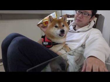 ママとお袋のお茶会が始まると、柴犬の本音が顔に出ました