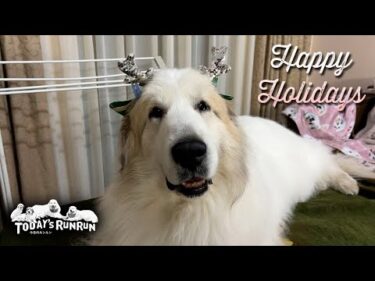 みんなでクリスマスを楽しんだアランとベルとリリーです　Great Pyrenees　グレートピレニーズ