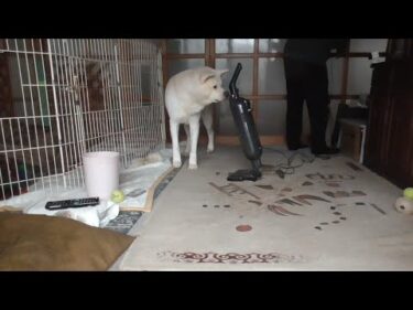 【秋田犬ゆうき】そろそろ掃除機の音にも慣れろと戸をロックされてしまい右往左往する【akita dog】