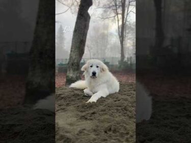 Lily リリー #greatpyrenees #todaysrunrun #グレートピレニーズ #今日のルンルン