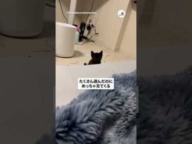 まっくろちっこいのが見てくる👀｜PECO