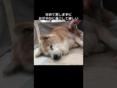 15歳柴犬いちごはだんだん弱ってきてます#柴犬