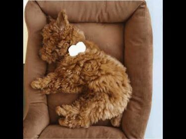 クリスマスLIVE🎄