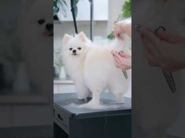 初めてのカットに挑戦するポメラニアン！