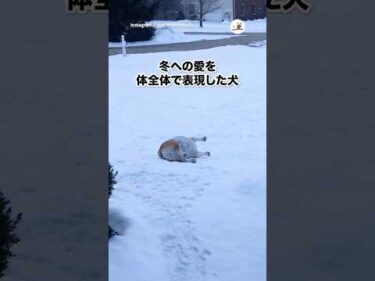 大好きな冬がやってきたぞ！｜PECO