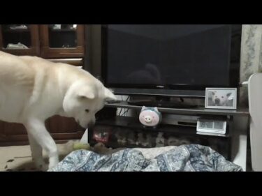 【秋田犬ゆうき】暑くなる飼い主抱っこから逃げるも暫くするとやっぱこっち♪と再び戻ってしまう【akita dog】
