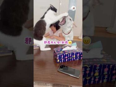 宿題させてあげて〜！｜PECO