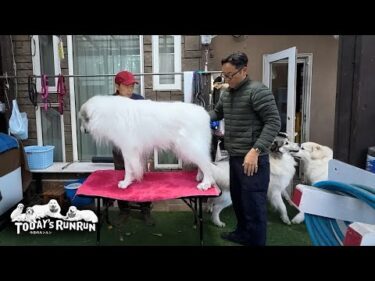 お利口にブラッシングするアランとドタバタうるさいベルとリリーです　Great Pyrenees　グレートピレニーズ