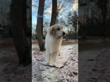 Alain アラン #greatpyrenees #todaysrunrun #グレートピレニーズ #今日のルンルン