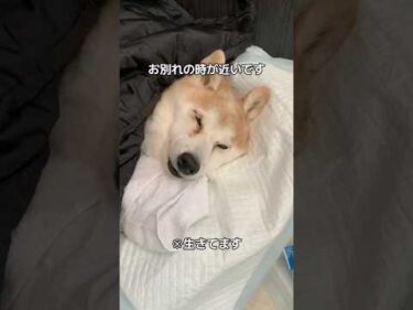 15歳柴犬いちご。もうすぐお別れです。せめておだやかに　#柴犬