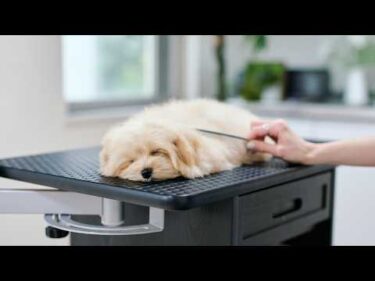 トリミング台に乗るとぺたんこになってしまう子犬(生後４ヶ月の初トリミング)