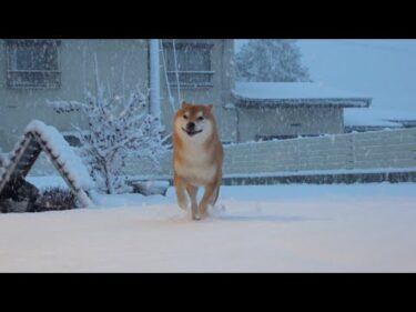 柴犬、久しぶりの積雪で様子が明らかにおかしい