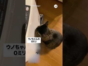 ゼロ距離猫さん｜PECO