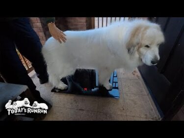 健康のため体重管理をこまめに行うようにしたアランです　Great Pyrenees　グレートピレニーズ