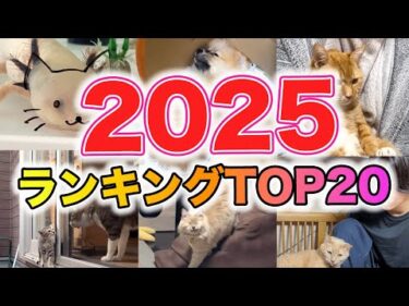 【20選】2025ランキング｜PECO
