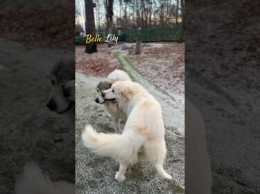 Belle Lily #greatpyrenees #todaysrunrun #グレートピレニーズ #今日のルンルン