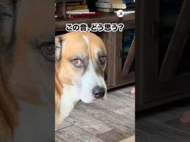 目で訴えかけるのやめて…｜PECO