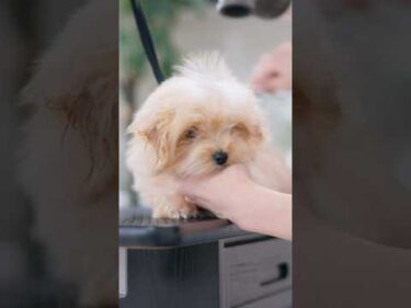 【動画全編は⬆️】トリミング中ずーっと机にぺったんこな子犬