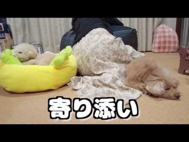 つわりでしんどい時に寄り添ってくれる愛犬が優しくて感動
