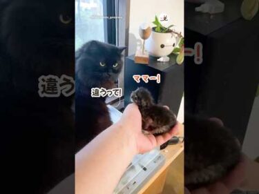先住猫と子猫が初対面したら…｜PECO
