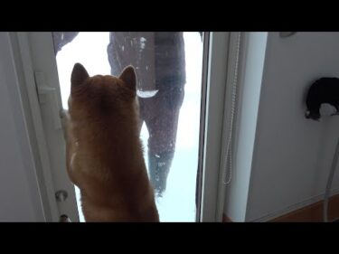 柴犬、大雪でパパが外に出た直後に様子がおかしくなりました