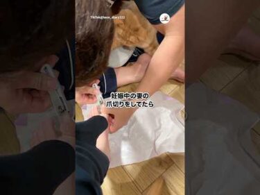 爪切りからママを守る猫｜PECO