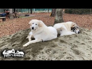 お山のツートップ！いつも一緒に仲良く番犬をするベルとリリーです　Great Pyrenees　グレートピレニーズ