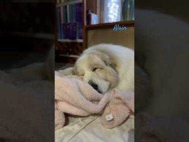 Alain アラン #greatpyrenees #todaysrunrun #グレートピレニーズ #今日のルンルン