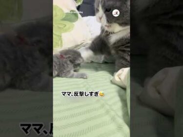 ゆるすぎる争い｜PECO