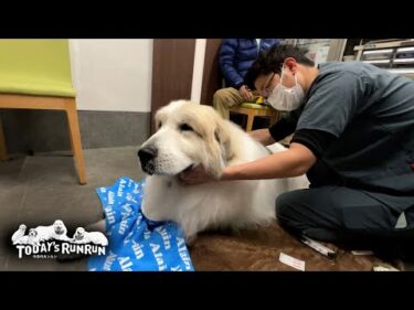 年内最後のどんぐり病院さんで全身ほぐしてもらったアランです　Great Pyrenees　グレートピレニーズ