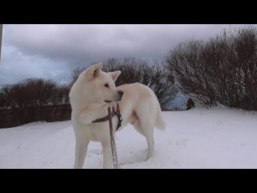 【秋田犬ゆうき】寒いのが苦手な人は大変だが犬は雪で冷えきった空気がたまらずダラダラ歩く【akita dog】