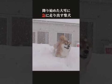 柴犬は降り積もる大雪で急に走り出す #shibainu #大雪 #犬のいる生活