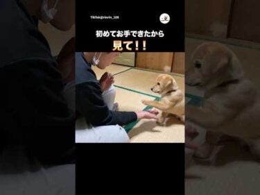 初めてお手ができた！｜PECO