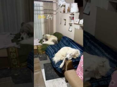Belle Lily #greatpyrenees #todaysrunrun #グレートピレニーズ #今日のルンルン