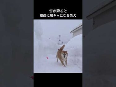 雪が降ると途端に陽キャになる柴犬。 #豪雪 #shibainu #愛犬