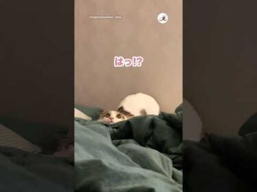 この顔は完全にアレ｜PECO