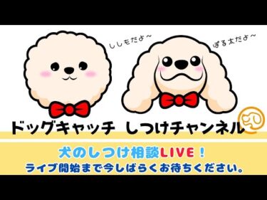 【本日 17時～】犬のしつけ相談ライブ☆ゲリラライブ
